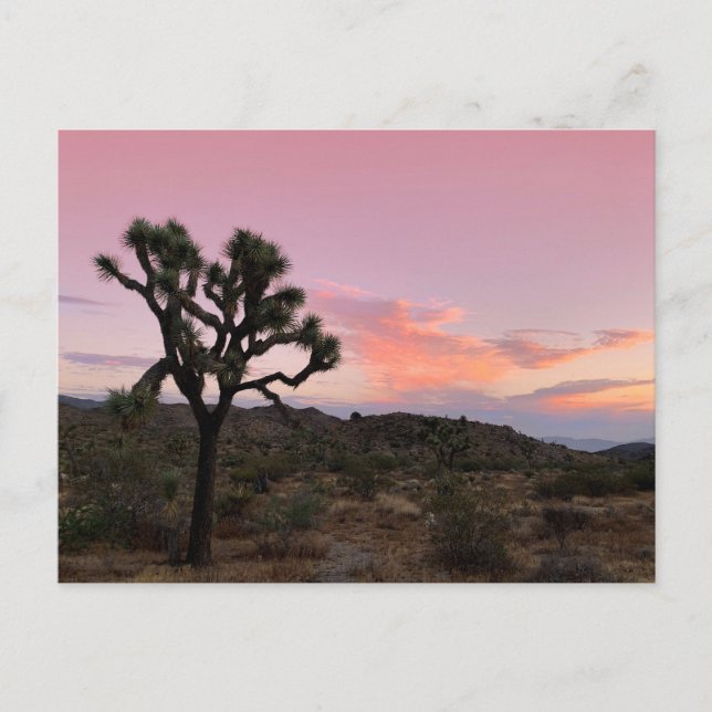 Postal Joshua Tree California Sunset (Anverso)