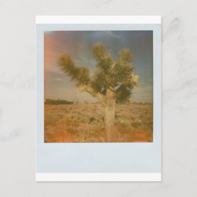 Postal Joshua Tree Decorada (Anverso)