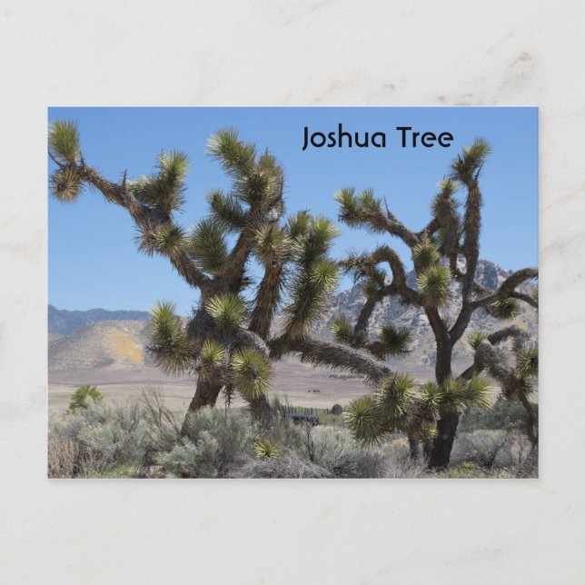 Postal Joshua Tree en California (Anverso)