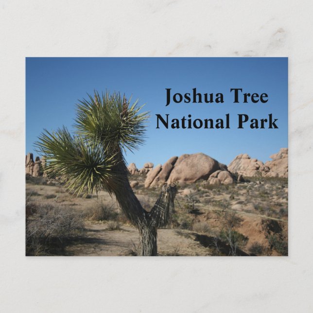 Postal Joshua Tree National Park California Travel USA (Anverso)