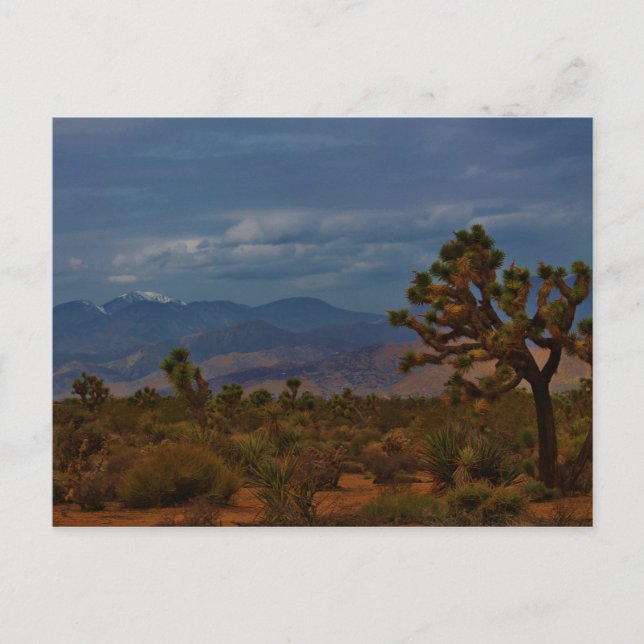 Postal Joshua Tree View (Anverso)