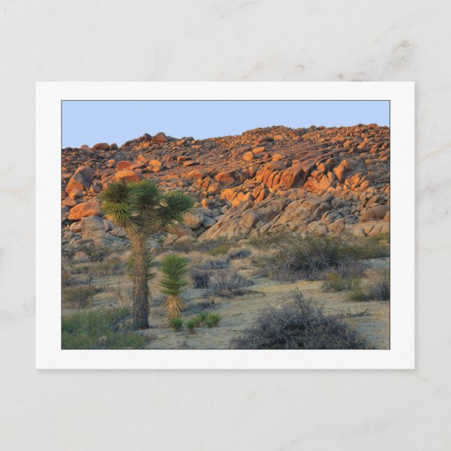 Postal "Joshua Tree with Offspring" (Anverso)