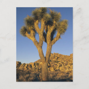 Postal Joshua Tree, Yucca brevifolia) y granito