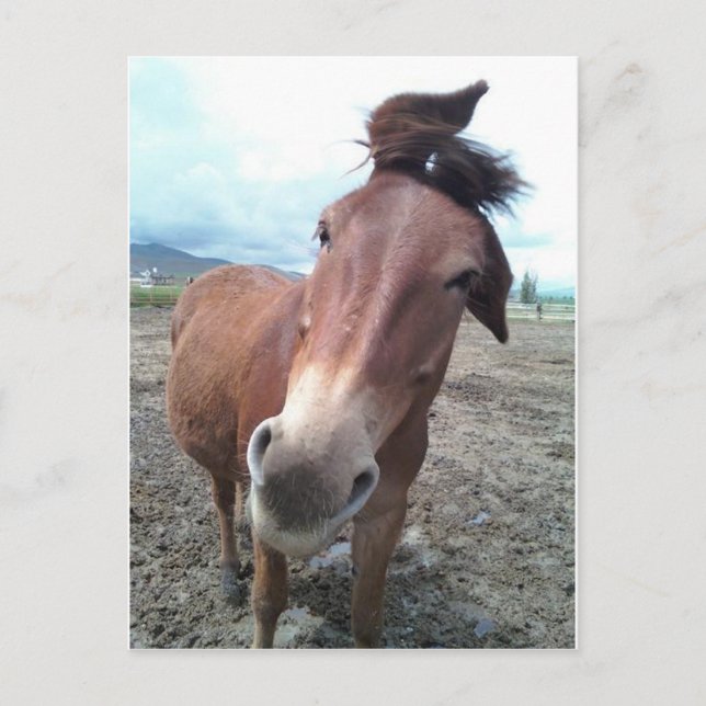 Postal Josie, la mula divertida (Anverso)