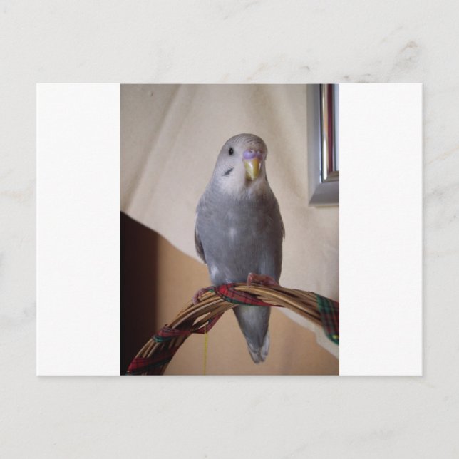 Postal joven budgie azul (Anverso)