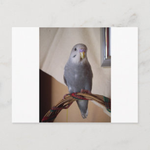 Postal joven budgie azul