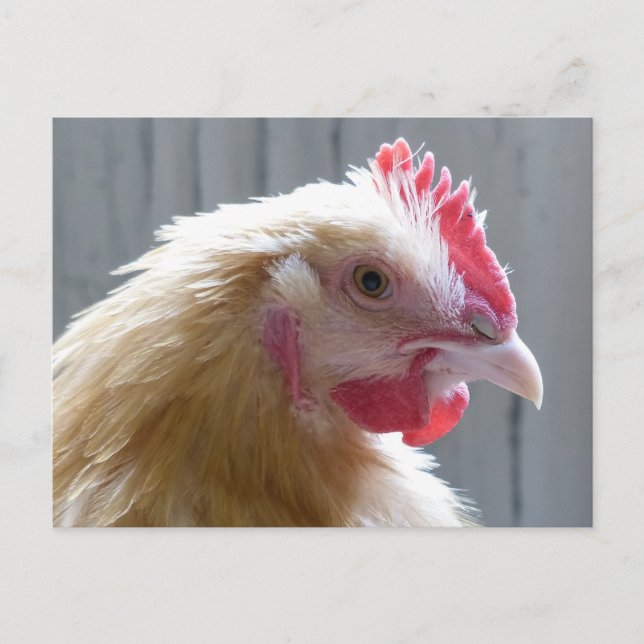 Postal Joven Buff Orpington Heritage Chicken Roo (Anverso)