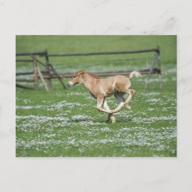 Postal Joven caballo corriendo (Anverso)