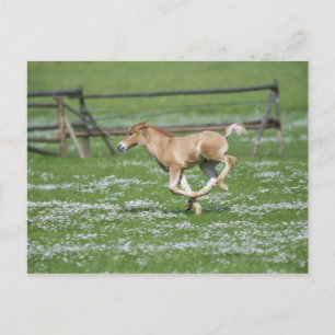 Postal Joven caballo corriendo