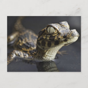 Postal Joven caimán en el agua con reflexión