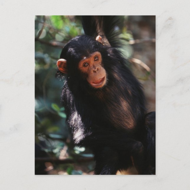 Postal Joven chimpancé (Anverso)