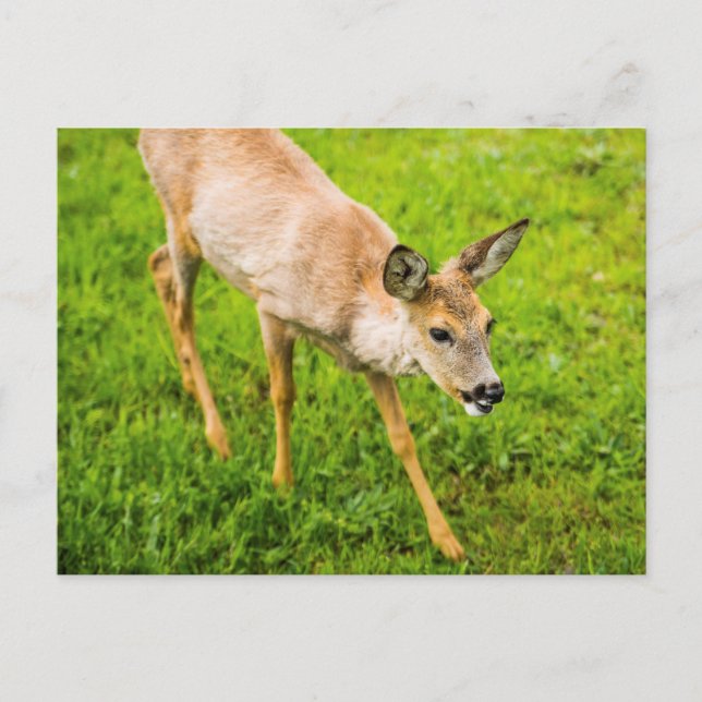 Postal Joven Deer (Anverso)