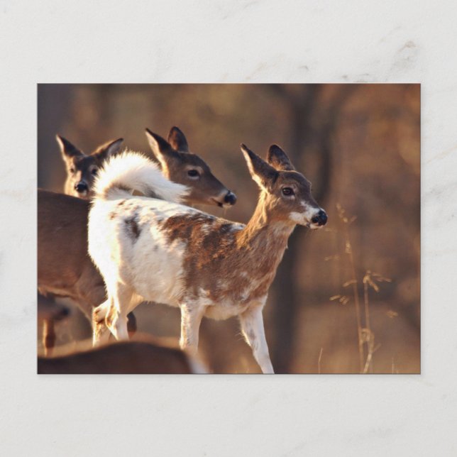 Postal Joven deer piebald (Anverso)