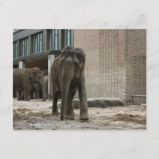 Postal Joven elefante curioso