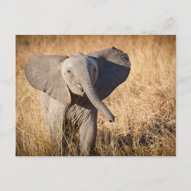 Postal Joven elefante de sabana (Anverso)