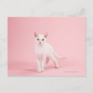 Postal Joven gato blanco