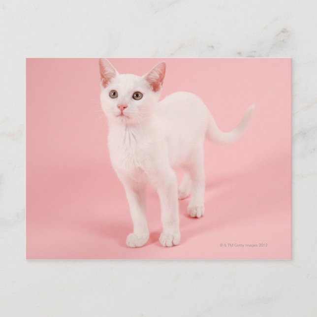Postal Joven gato blanco 2 (Anverso)