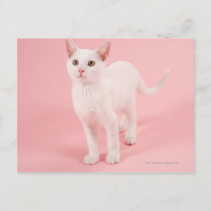 Postal Joven gato blanco 2