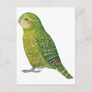 Postal Joven Kakapo
