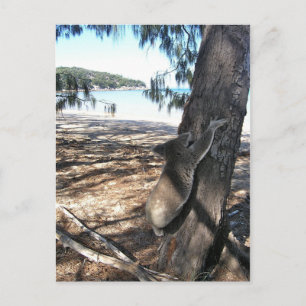 Postal Joven Koala, Bahía de Geoffrey, Isla Magnética