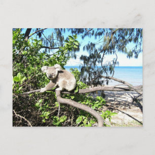 Postal Joven koala en un árbol en la playa