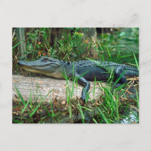 Postal Joven lagarto
