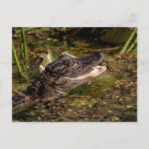 Postal Joven lagarto