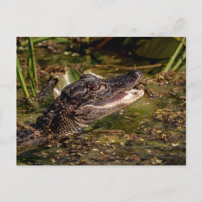 Postal Joven lagarto (Anverso)