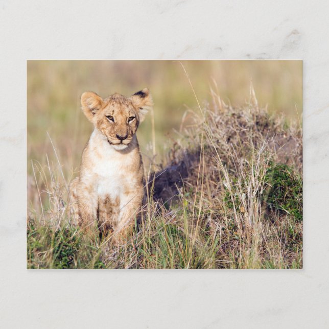 Postal Joven león (Anverso)