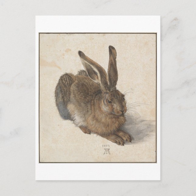 Postal Joven liebre de Albrecht Durer (Anverso)