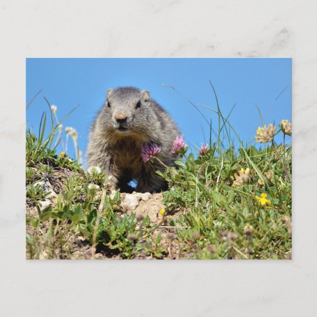 Postal Joven marmota alpina (Anverso)