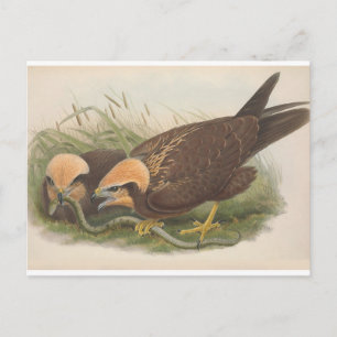 Postal Joven Marsh Harrier Bird_GC - Postcard