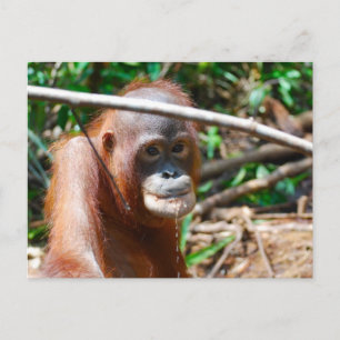 Postal Joven orangután bebe agua en la isla de Borneo