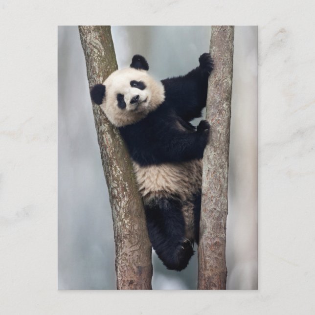 Postal Joven panda subiendo a un árbol, China (Anverso)