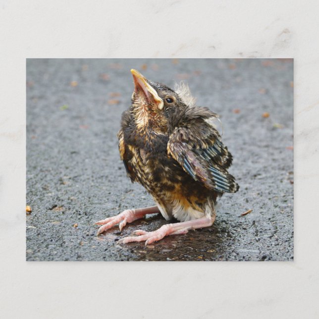 Postal Joven Robin Sitting Postcard (Anverso)