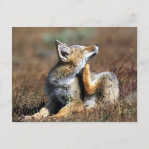 Postal Jóven zorro gris en el Parque Nacional Torres Del 