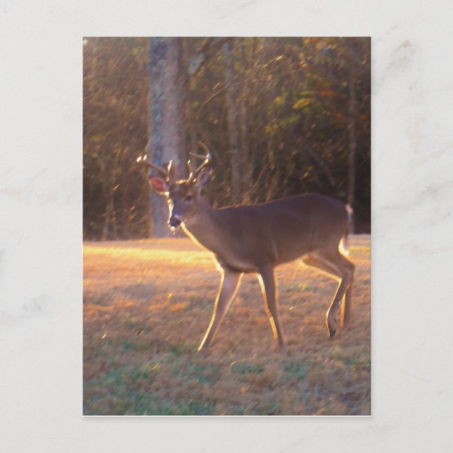 Postal Jóvenes ciervos Stag en la luz solar (Anverso)