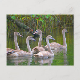 Postal Jóvenes Cisnes En El Río