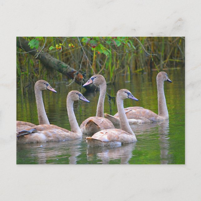 Postal Jóvenes Cisnes En El Río (Anverso)