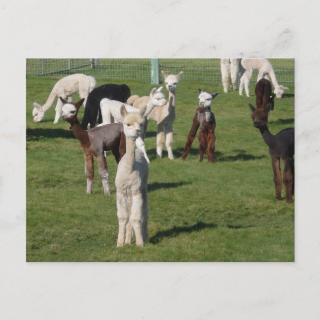 Postal Jóvenes de la Alpaca (Anverso)