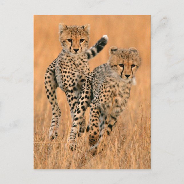 Postal Jóvenes guepardos (Acinonyx Jubatus) (Anverso)