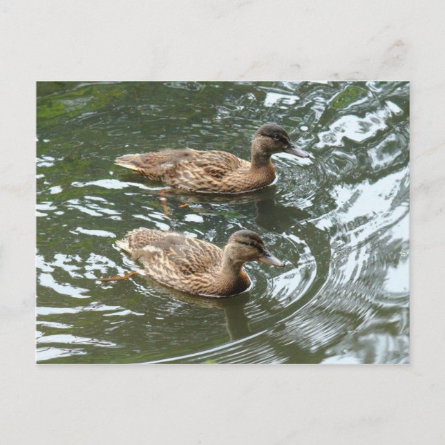 Postal Jóvenes Patos Mallard (Anverso)