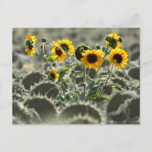 Postal Jóvenes Sunflower