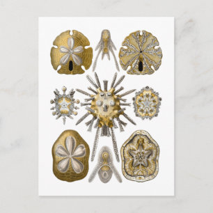 Postal Jóvenes Urchins del Mar