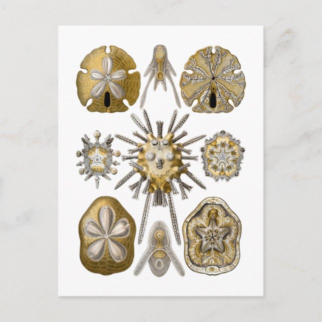 Postal Jóvenes Urchins del Mar (Anverso)