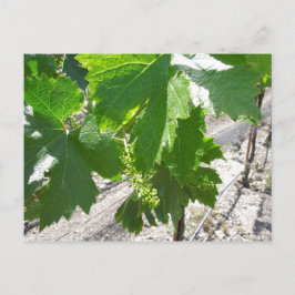 Postal Jóvenes uvas verdes en el vino en primavera