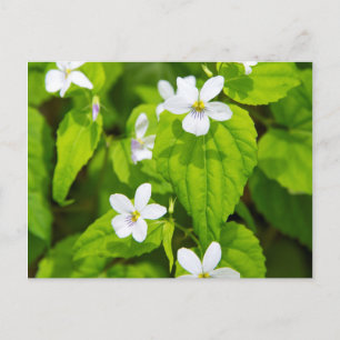 Postal Joyce Kilmer-Slickrock Wilderness