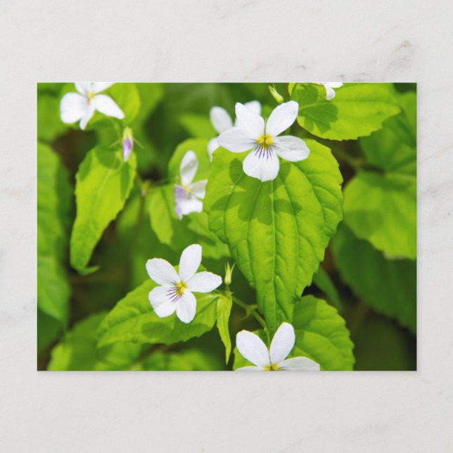 Postal Joyce Kilmer-Slickrock Wilderness (Anverso)