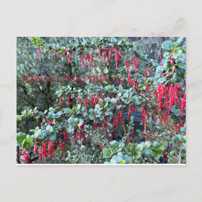 POSTAL ¡JOYFUENTE EN ENERO! (Anverso)