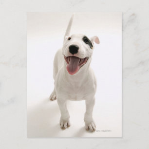 Postal Joyful Bull terrier